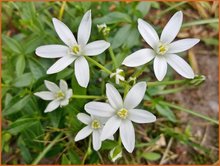 Ornithogalum