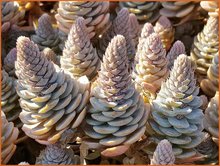 Orostachys