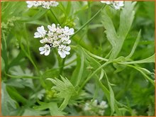 Pimpinella