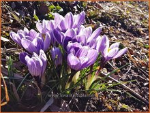 Crocus