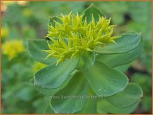 Rhodiola