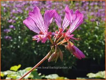 Pelargonie