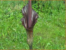 Amorphophallus