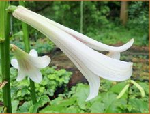 Cardiocrinum