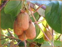 Actinidia