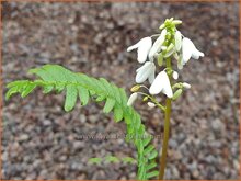 Pteridophyllum