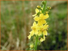 Agrimony Agrimony