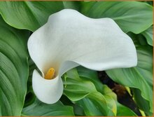 Altar Lily Altar-Lily