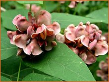 American Groundnut American-Groundnut