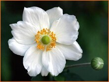 Anemone