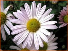 Arctic Daisy Arctic-Daisy