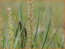 Arrow-Grass