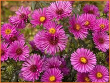 Aster