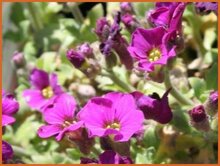 Aubrietia Aubrietia