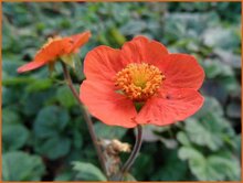 Avens Avens
