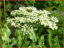Baltic Parsley Baltic-Parsley