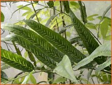 Bamboo Fern Bamboo-Fern