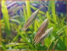 Bamboo Grass Bamboo-Grass