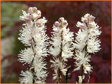 Baneberry Baneberry