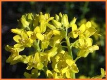 Barbara's Herb Barbaras-Herb