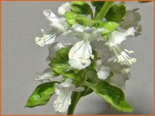 Basil