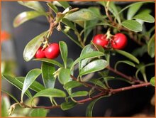 Bearberry Bearberry