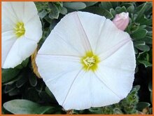 Bindweed Bindweed