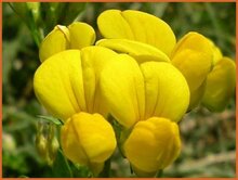 Birdsfoot Trefoil Birdsfoot-Trefoil