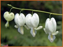 Bleeding-Heart