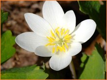 Bloodroot Bloodroot