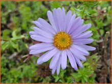 Blue Chrysanthemum Blue-Chrysanthemum