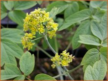 Blue Cohosh Blue-Cohosh