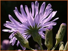 Blue Sowthistle Blue-Sowthistle