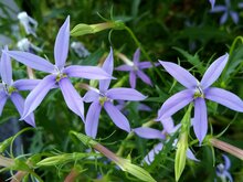 Blue Star Creeper Blue-Star-Creeper