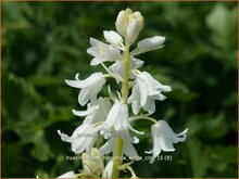 Bluebell Bluebell