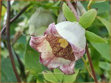 Bonnet Bellflower Bonnet-Bellflower
