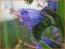 Bugloss Bugloss