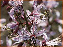 Burning Bush Burning-Bush