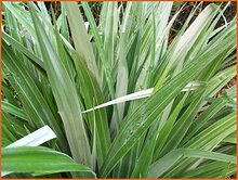 Bush Flax Bush-Flax