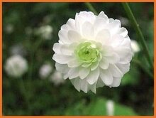 Buttercup Buttercup