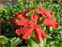 Campion (Lychnis) Campion-(Lychnis)