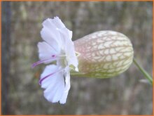 Campion (Silene) Campion-(Silene)