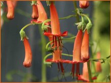 Cape Fuchsia Cape-Fuchsia