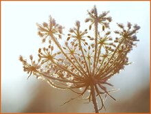 Caraway Caraway