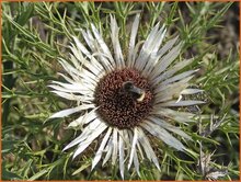 Carline Thistle Carline-Thistle