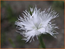 Carnation Carnation
