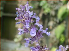 Catmint Catmint