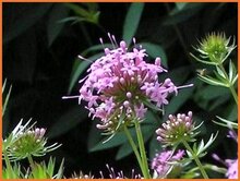 Caucasian Crosswort Caucasian-Crosswort