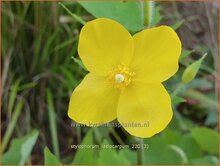 Celandine Poppy Celandine-Poppy