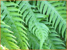 Chain Fern Chain-Fern